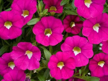 Calibrachoa'Dark Pink'